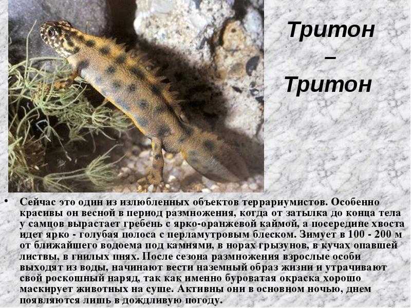 Спутник тритон