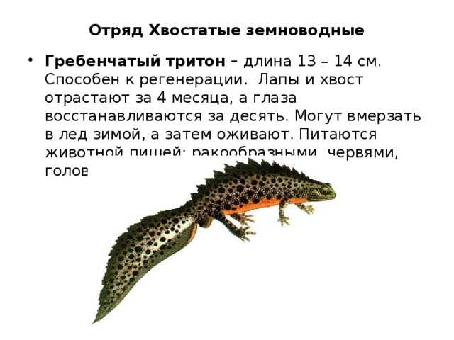 Солнечная система: состав, строение, объекты, небесные тела, названия планет и их расположение в солнечной системе