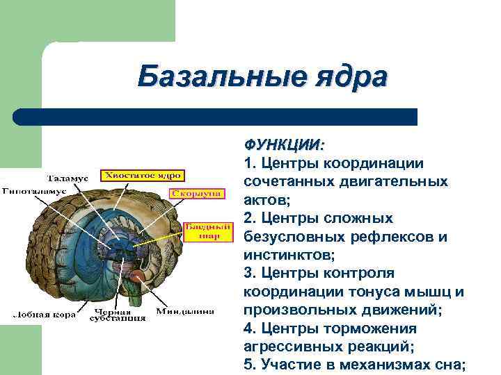Особенности развития мелкой моторики у детей с дизартрией. воспитателям детских садов, школьным учителям и педагогам - маам.ру