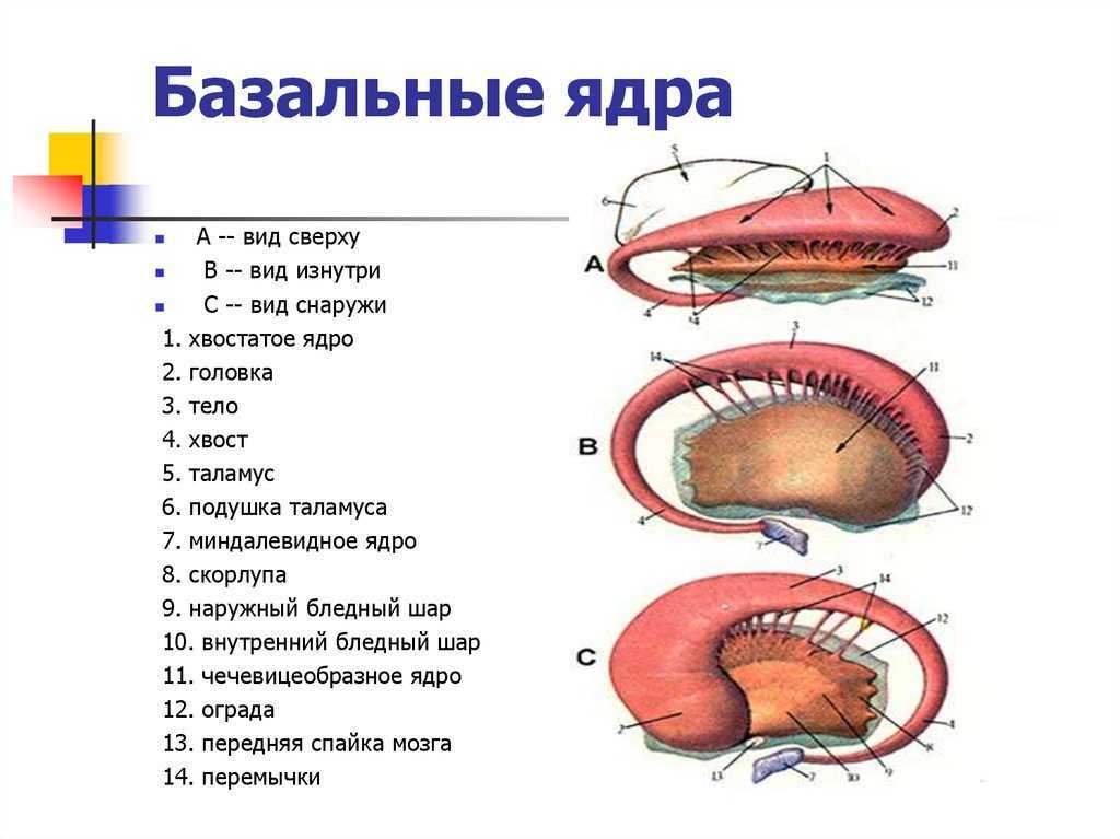 Хвостовое ядро: характеристика, функции и расстройства - yes, therapy helps!