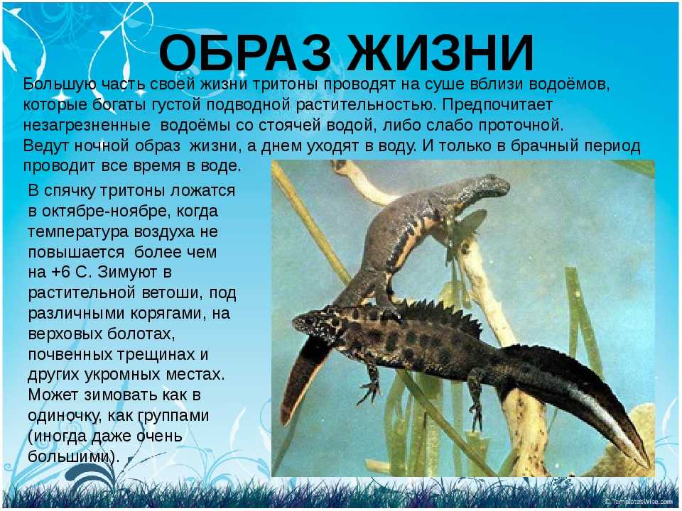 Какой спутник является крупнейшим в солнечной системе?