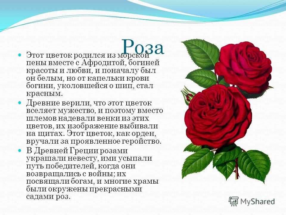 Краткое содержание и анализ романа умберто эко «имя розы»