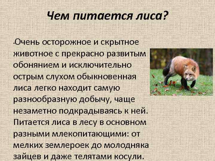 Лисицы краткое содержание. Чем питается лиса. Чем питаются лисы и где обитают. Легенда о лисе. Лисица обыкновенная интересные факты.