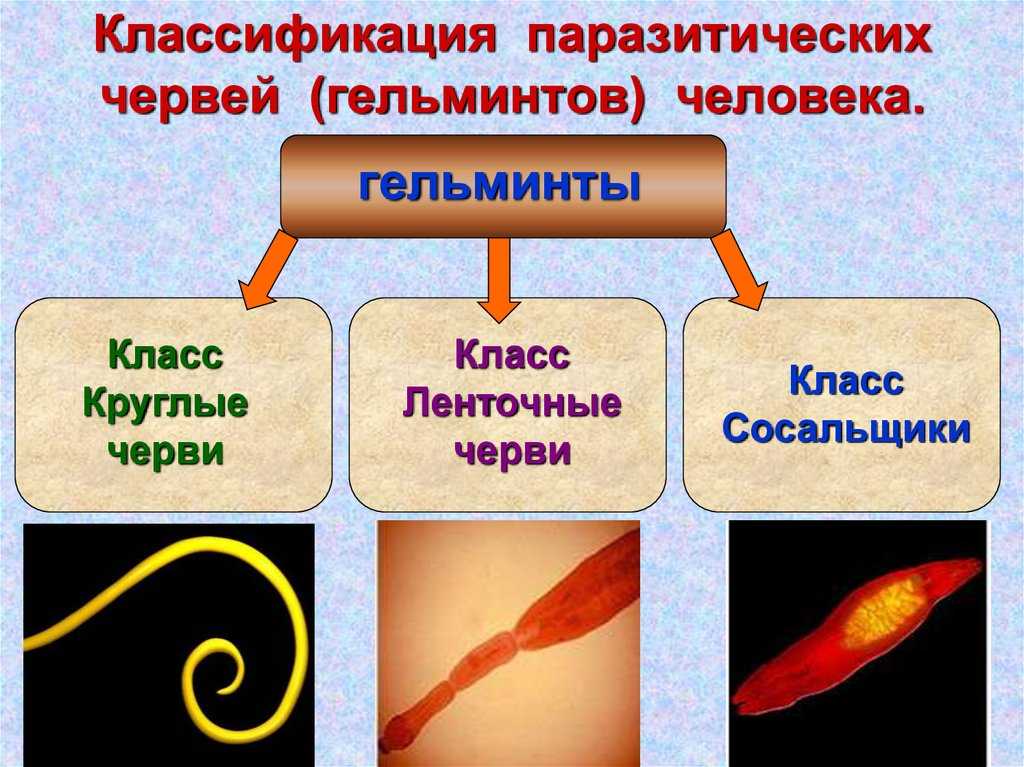 Паразитические формы присутствуют среди