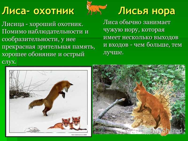 Роман о лисе - французская литература - в книгу вошли краткие пересказы произведений зарубежной литературы