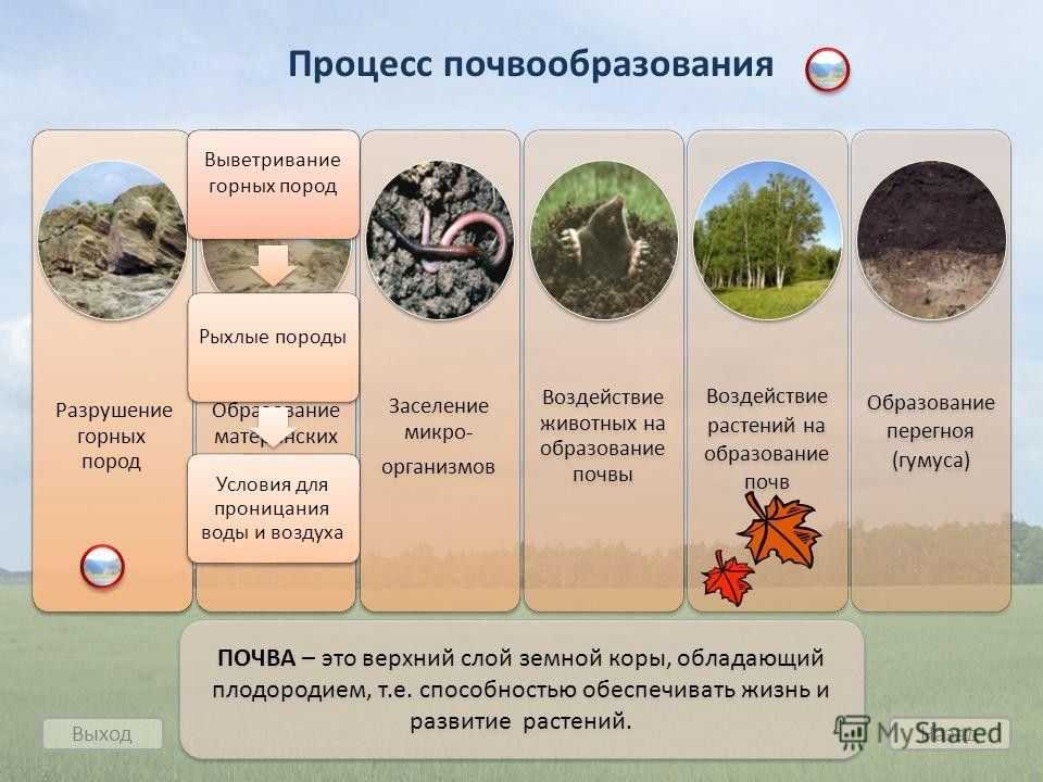 Что такое почвообразующие породы