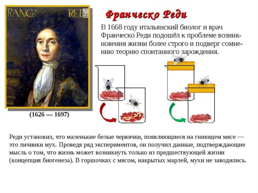 Опыты Реди серь зно поколебали господствовавшую идею о самозарождении жизни Однако его выводы не были сразу приняты наукой и обществом Это был После открытия А ван Левенгуком микроорганизмов не удивительно что именно Опыты Луи Пастера