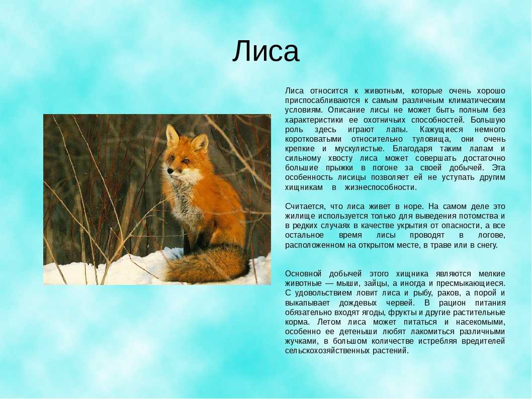 Доклад про лисов. Рассказ о лисе. Описание лисы. Сведения о лисе для детей. Лиса характеристика.