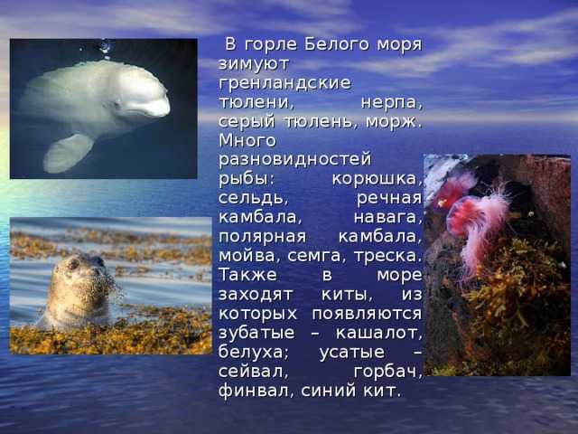 Северное море на карте мира – краткое описание, какие страныи побережья омывает