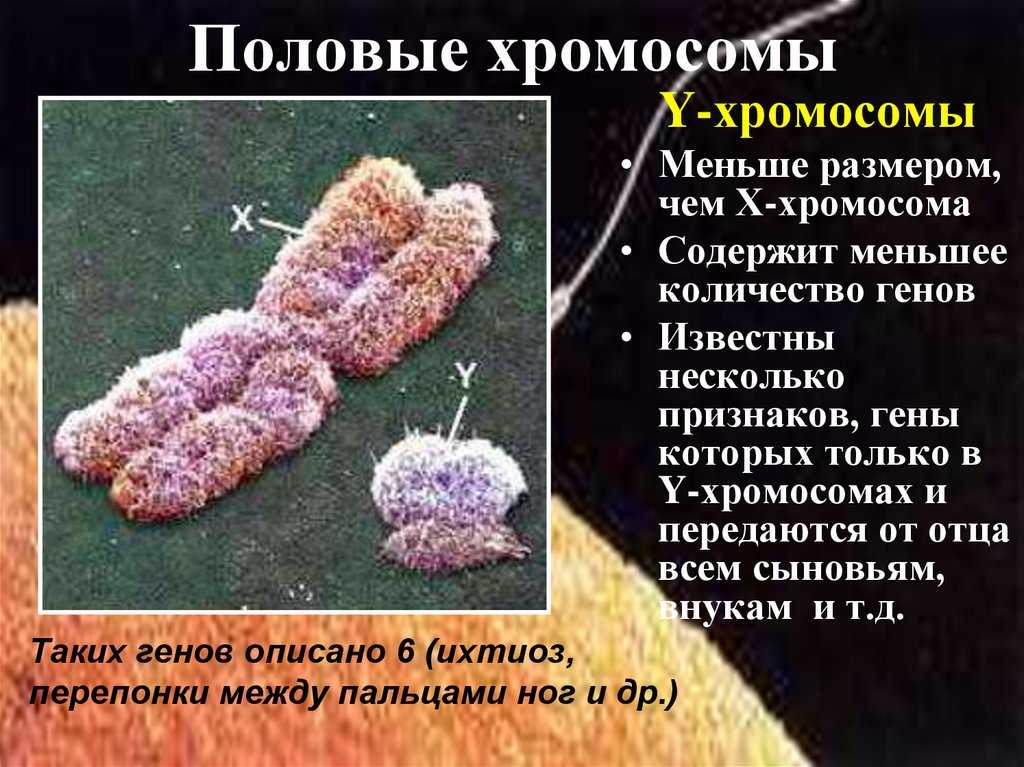 Половые хромосомные заболевания