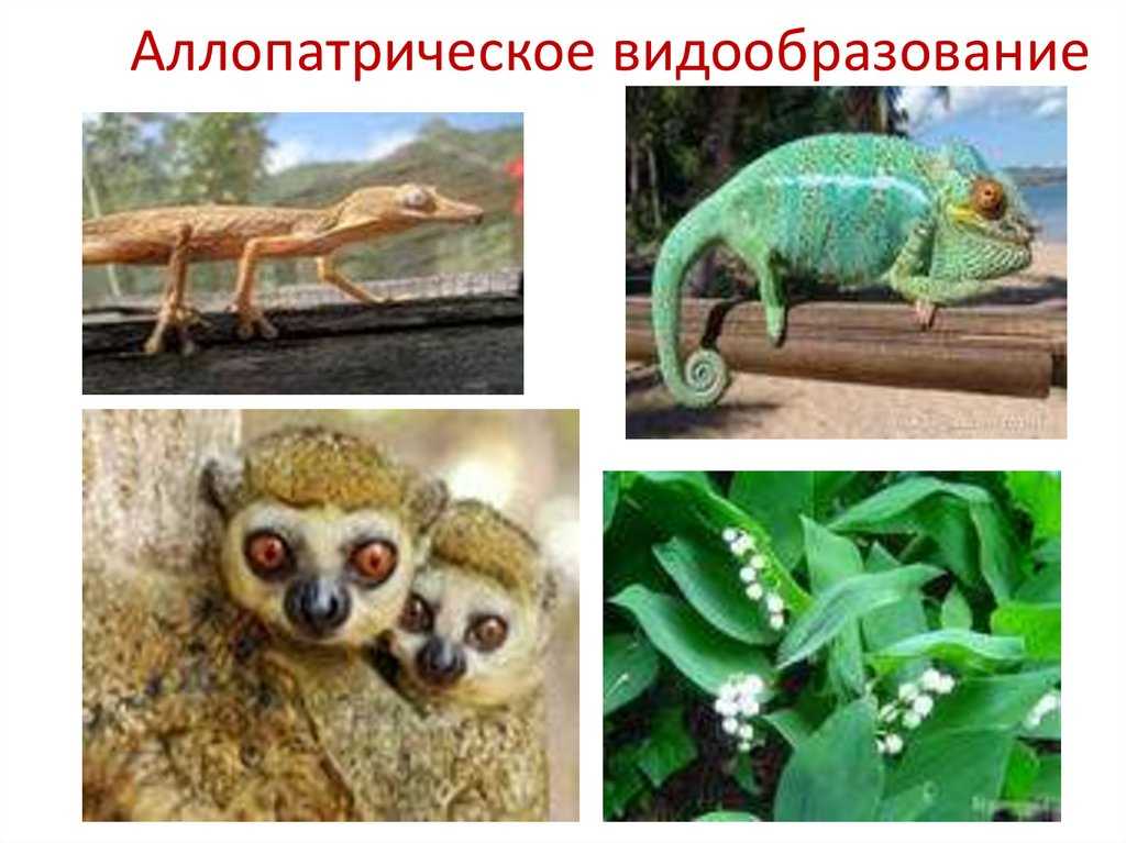 8.1. понятие о популяции в экологии