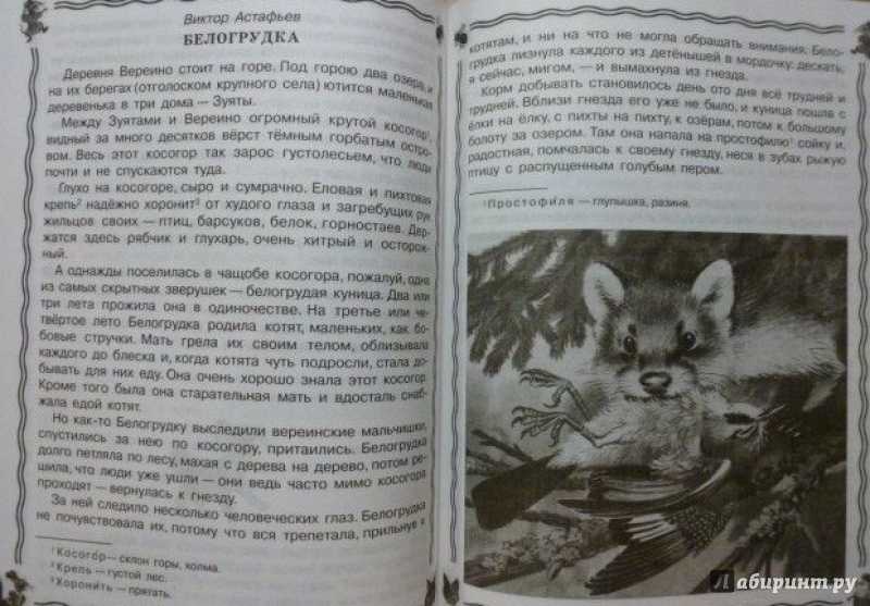 «белогрудка» — краткое содержание рассказа виктора астафьева