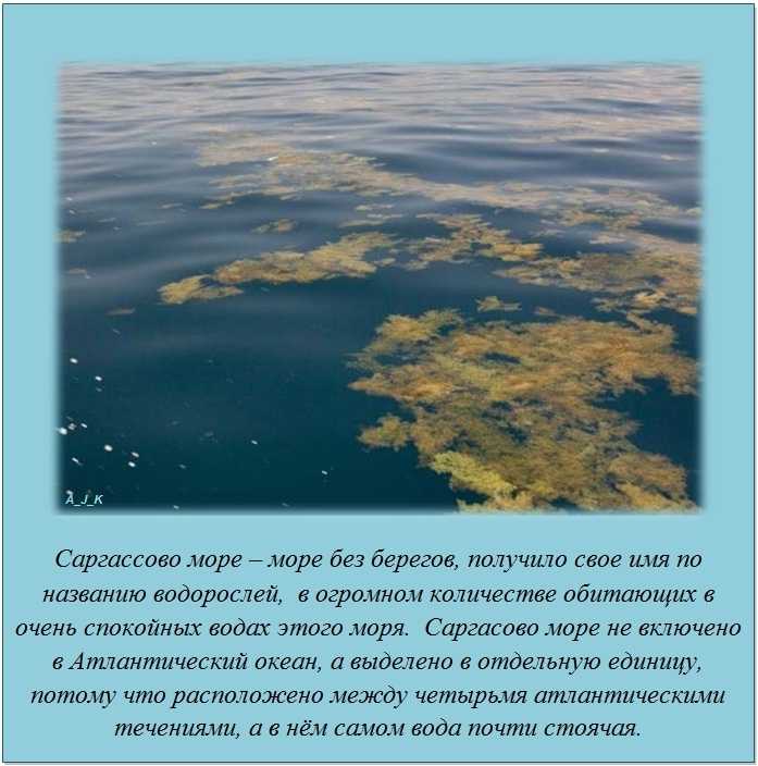 Интересные факты о саргассовом море
