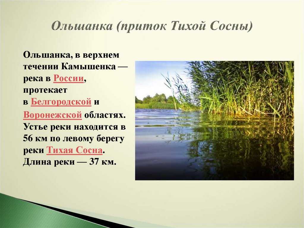 Река тихая сосна: карта где находится, рыбалка и сплав, глубина, длина, населенные пункты