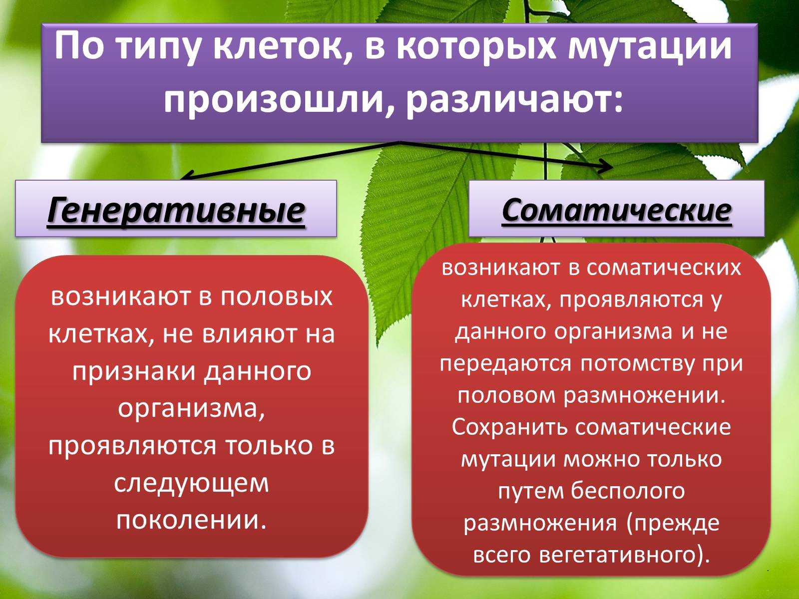 Пластиды определение, типы, структура, функции