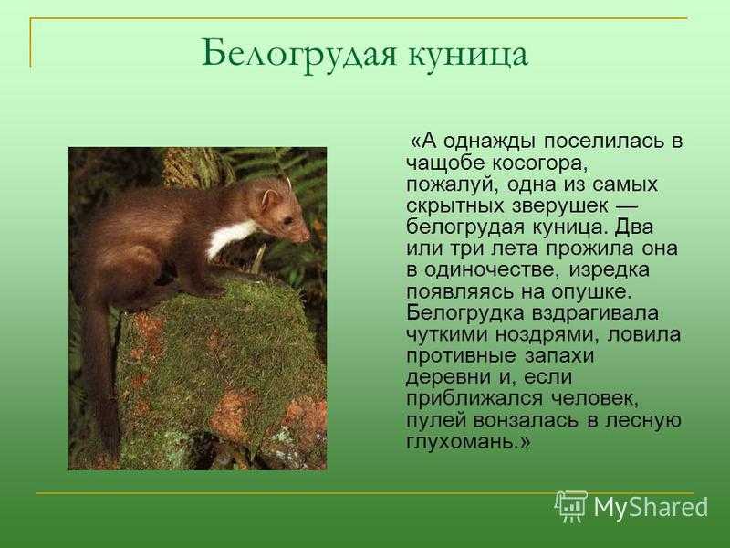 Читательский дневник «белогрудка» виктора астафьева