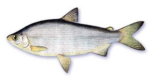 Кица - читайте на сatcher.fish
