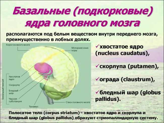 Нейрофизиология стриарной системы