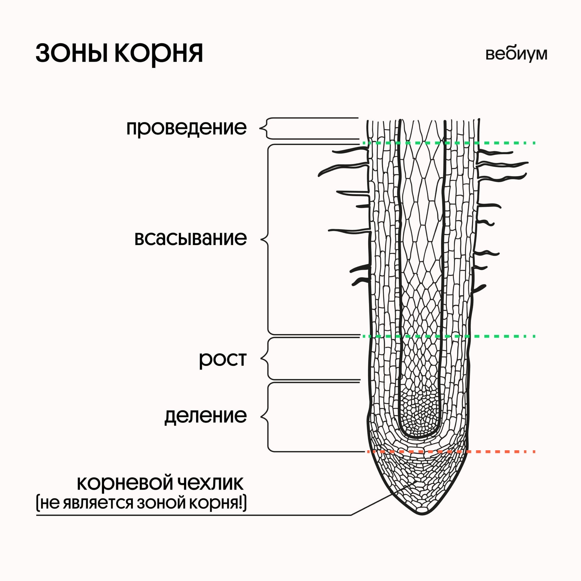 Построение - корневой годограф
 - большая энциклопедия нефти и газа, статья, страница 1