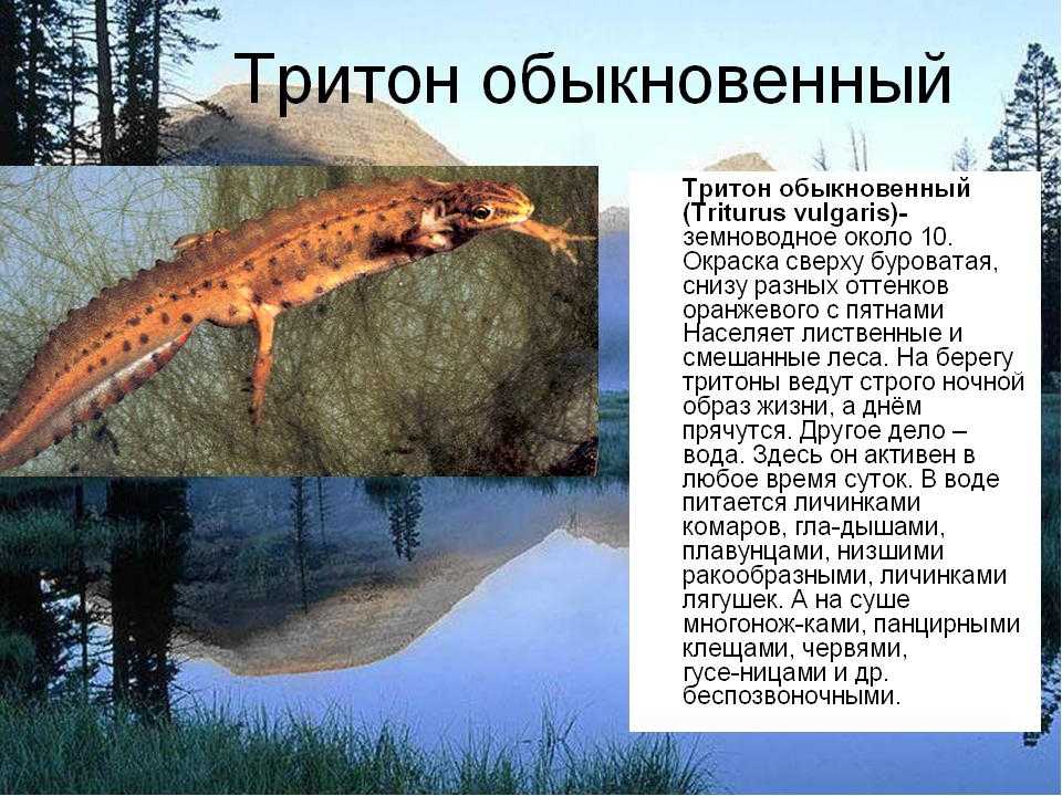 Существующие спутники нептуна