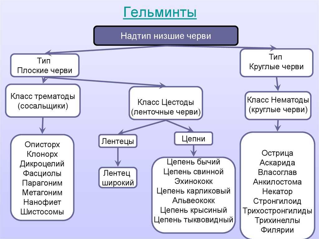Презентация на тему общие вопросы паразитологии