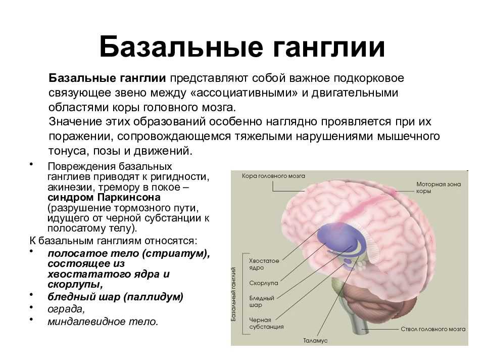 Стриатум: структура, функции и связанные с ними нарушения