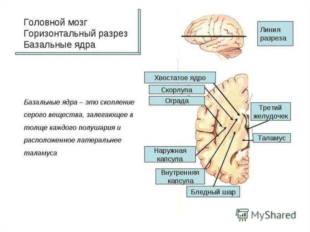 Изменение в базальных отделах. Конечный мозг базальные ядра структуры. Строение базальных ядер головного мозга. Базальные подкорковые ядра головного мозга.