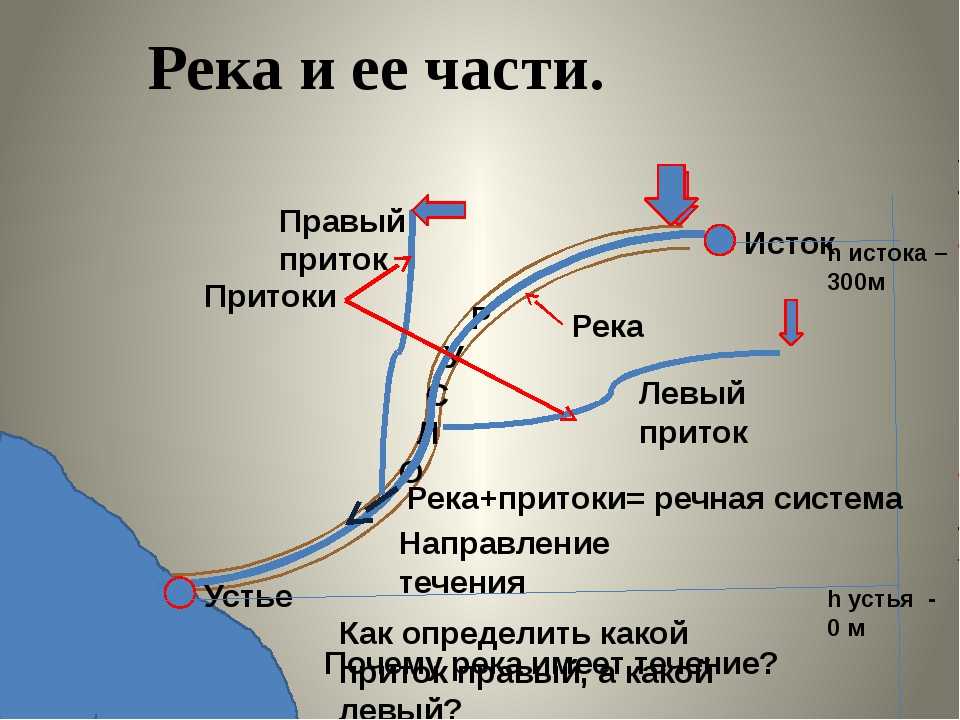 Река шелонь — мегапедия