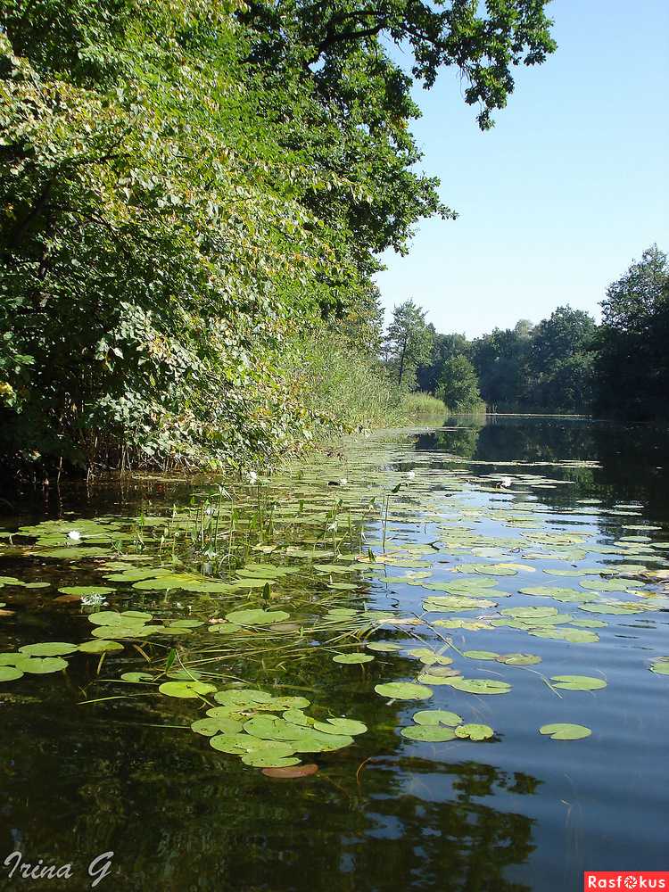 Река Битюг Фото