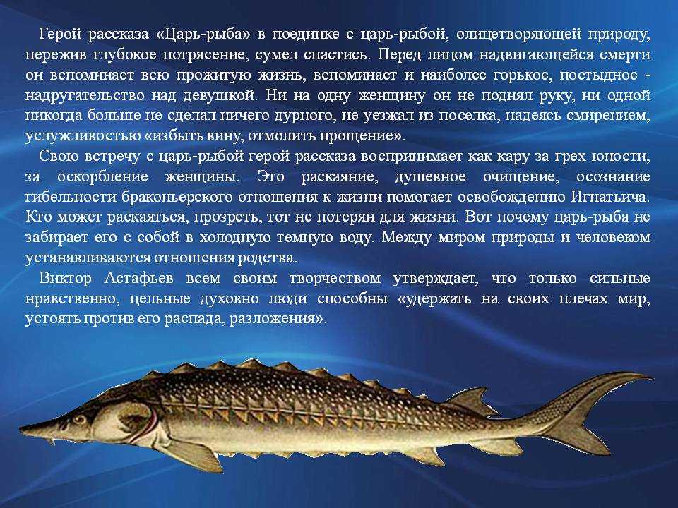 Царь рыба осетр Астафьев. Астафьев в. "царь-рыба". Царь рыба Афанасьев.