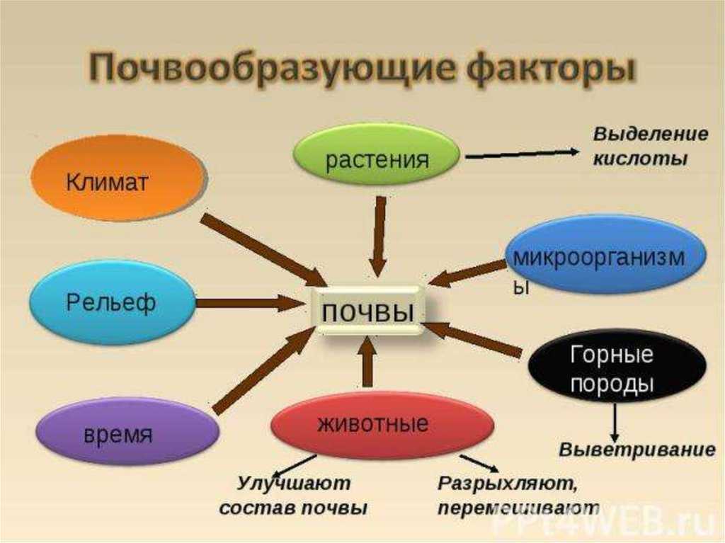 Что такое почва: из чего состоит и как образуется почва