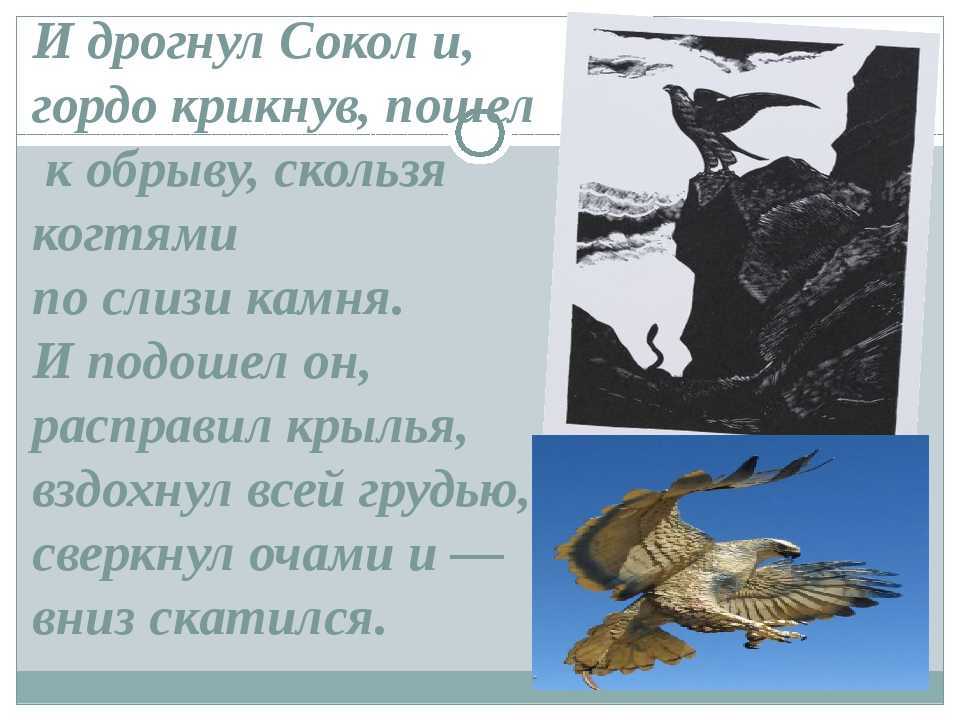 Песнь о соколе презентация