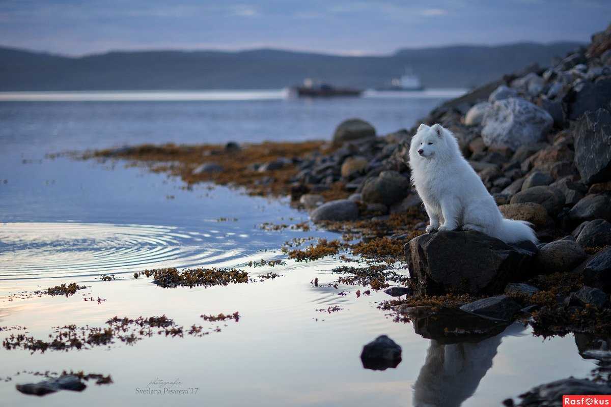 Норвежское море