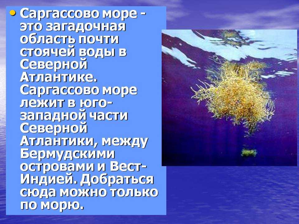 Какое название имеет море без берегов. Факты Саргассовом море. Саргассово море. Саргассово море интересные факты. Почему море называется Саргассовым.