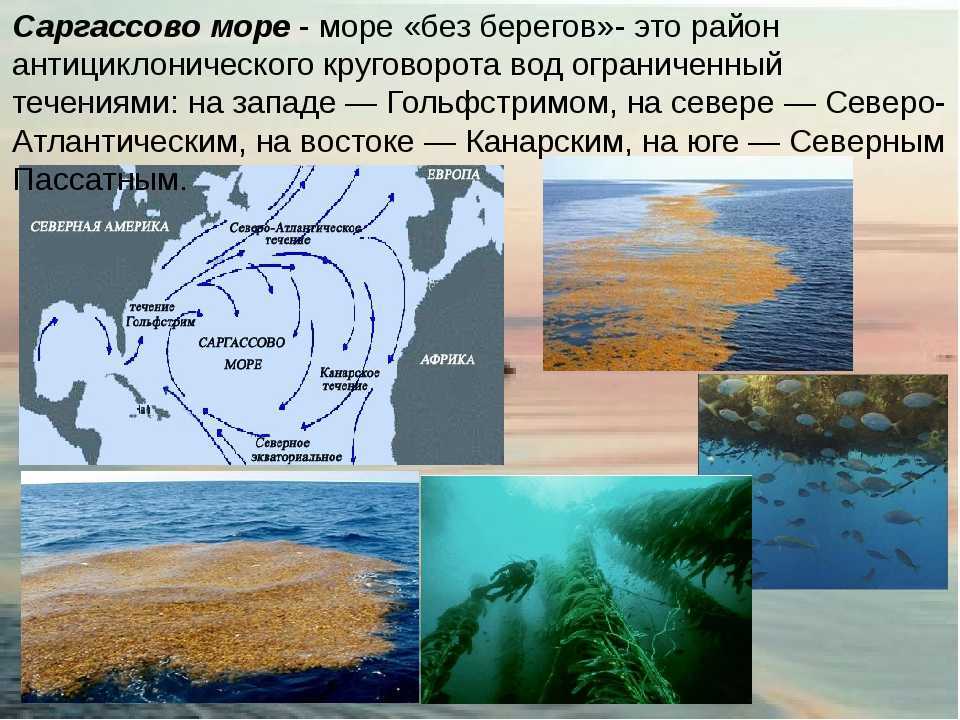 Какое море океана не имеет берегов. Саргассово море в Атлантическом океане. Саргассово море море без берегов. Саргассово море Бермудский треугольник. Саргассово море моря Атлантического океана.