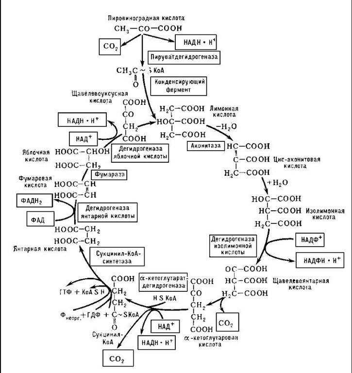 Шпаргалка по "биохимии"