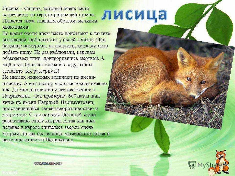 Роман о лисе (le roman de renart) - памятник городской литературы (середина хiiiв.). зарубежная литература древних эпох, средневековья и возрождения