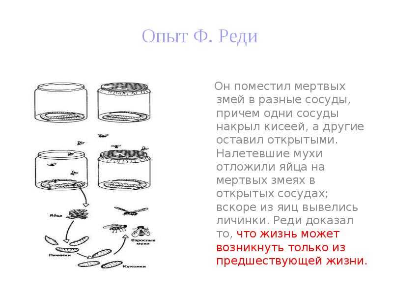 Франческо реди против теории самозарождения