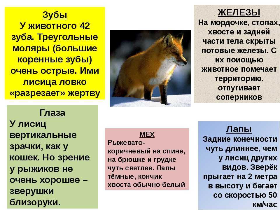 Рассказ о лисе 2 класс окружающий мир по плану