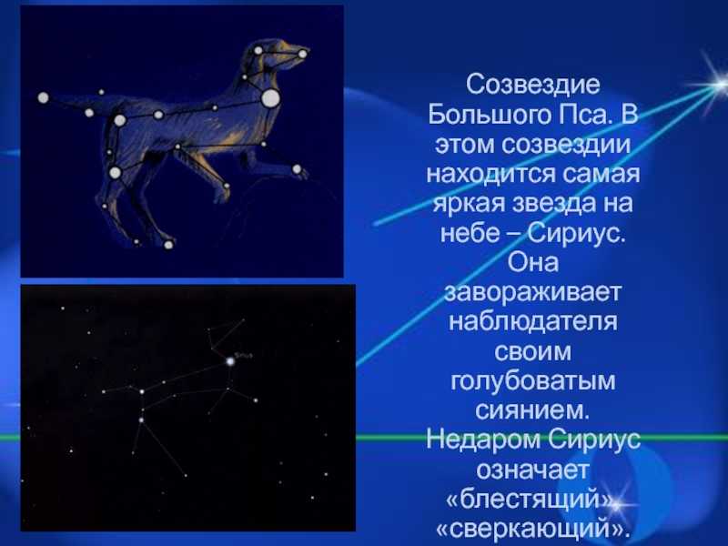 Созвездие большого пса. Звезда каникула из созвездия большого пса. Созвездия большой пёс и малый пёс. Сириус большой пес. Сириус самая яркая звезда в созвездии большого пса.