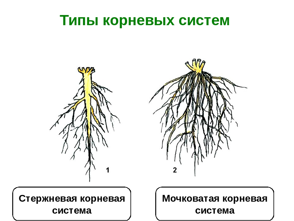 САP устойчива если все корни характеристического уравнения имеют отрицательные действительные части т е САР неустойчива если хотя бы один корень имеет положительную действительную